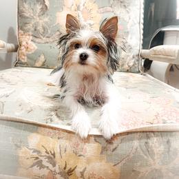 Skittles - Black tan and white male Biewer Terrier puppy in Branford, Connecticut from CT Fuzzy Bugs - Biewer Terriers