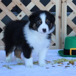 Glock - Black tri-color male Australian Shepherd puppy in Circleville, Utah from Canyon Creek Aussies