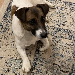 Maverick - Jack Russell Terrier