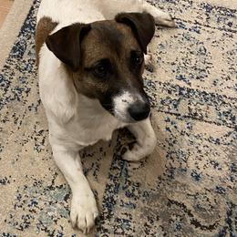 Maverick - Jack Russell Terrier