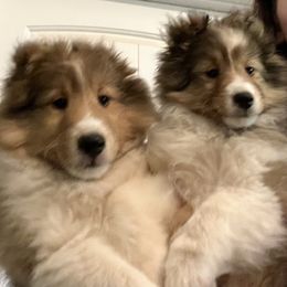 Bullmastiff and Shetland Sheepdog Puppies from RCS Kennels