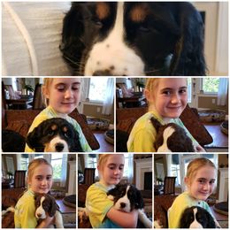English Springer Spaniel Puppies from Brandywine Springers