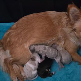 Blue merle female - Merle female Chihuahua puppy in Newark, Ohio from Gemini Kennels