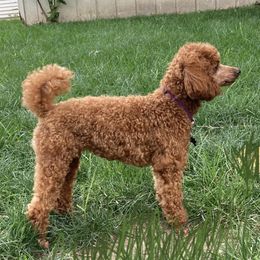 Butter Brickle - Poodle