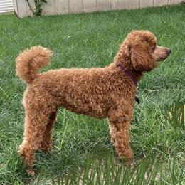Butter Brickle - Poodle