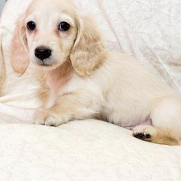 Bogey - Cream male Dachshund puppy in Ocala, Florida from Sugarbakers Kennel