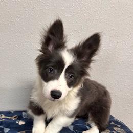 Cherry - Gray and white female American Corgi puppy in Hico, Texas from Chisholm Trail Kennels