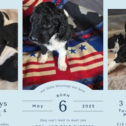 Springerdoodle puppies from 64 Farm