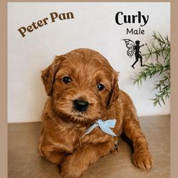 Curly - Red  male Goldendoodle puppy in Hilton, New York from The House of Goldendoodle
