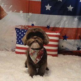 Shih Tzu Puppies from Rollins Farms Shih Tzus