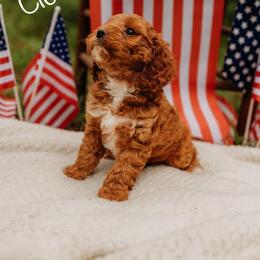 Cavapoo Puppies from Foggy Timber Kennels