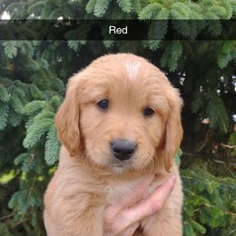 Boy 6 - Golden male Golden Retriever puppy in Grand Meadow, Minnesota from Root River Retrievers