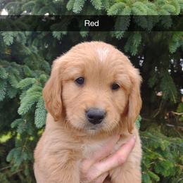 Boy 6 - Golden male Golden Retriever puppy in Grand Meadow, Minnesota from Root River Retrievers