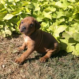 Simba - Rd whtn blk nose male Rhodesian Ridgeback puppy in Carney, Oklahoma from River Run Parson Russell terriers & River Run Ridgebacks