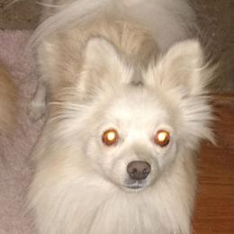 Trixie - Pomeranian