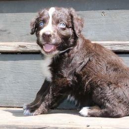 Elm - Red tri-color male Australian Shepherd puppy in Macon, Georgia from Shaina’s Shepherds