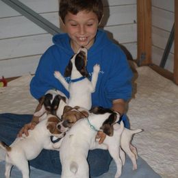 German Shepherd and Parson Russell Terrier Puppies from Loyalville