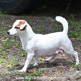Emmy - Russell Terrier