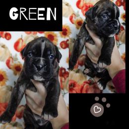 Green Collar - Brindle male Boxer puppy in Morrice, Michigan from B & B Boxers