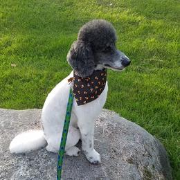 Marco - Poodle