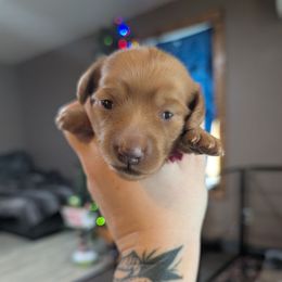 Pink girl - Red female Dachshund puppy in Kelso, Washington from New Age Doxies