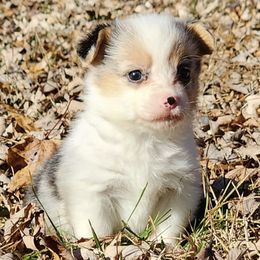 American Corgis and Pembroke Welsh Corgis from Amanda's Corgi Puppies