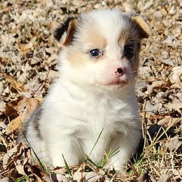 American Corgis and Pembroke Welsh Corgis from Amanda's Corgi Puppies