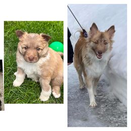 Icelandic Sheepdog All Grown Up from Tri-Star Icelandics