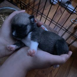 Pomsky Puppies from Urban Sky Kennel