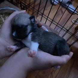 Pomsky Puppies from Urban Sky Kennel
