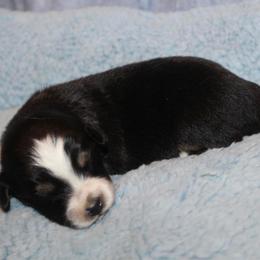 Jingle - Black tri-color male Aussiedoodle puppy in Loretto, Tennessee from K Kountry Farm