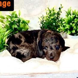 Mr Orange - Merle male Goldendoodle puppy in San Diego, California from Sensational Doodles