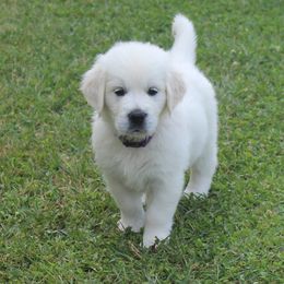 Golden Retriever Puppies from NorthCoastGoldenRetrieversLLC