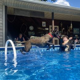 Belgian Malinois All Grown Up from E-Quality Kennels