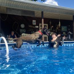 Belgian Malinois All Grown Up from E-Quality Kennels