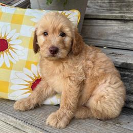 Light Blue - Apricot male Goldendoodle puppy in Seguin, Texas from Dude Ranch Doodles