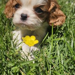 Ollie - Blenheim male Cavalier King Charles Spaniel puppy in Marshfield, Missouri from Puppyloversplace
