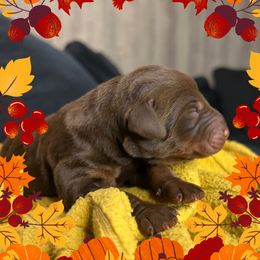 Boy 5 - Red and rust male Doberman Pinscher puppy in Neshkoro, Wisconsin from Sky’s Dobermans