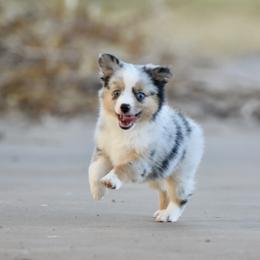 Hamilton - Blue merle male Toy Australian Shepherd puppy in Wichita Falls, Texas from Shooting Stars Ranch Toy and Mini Aussies