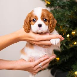 Cavalier King Charles Spaniel Puppies from Cane Creek Cavaliers