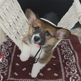 German Shepherd and Pembroke Welsh Corgi Puppies from J&R Shepherds & Corgis