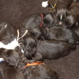 Boy 2 - male Newfoundland puppy in Dalton, Ohio from Newfforu