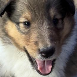 Collie Puppies from Hedge Haven Farm