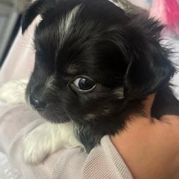 Independence (Indy) - Black and tan male Chihuahua puppy in Tecumseh, Oklahoma from Callie’s Happy Chihuahuas, Callie’s Happy Treasures LLC