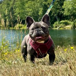 Juju - French Bulldog