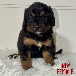 Indy - Tri-color female Bernedoodle puppy in Beecher, Illinois from Erica’s Doodles