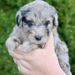 Cheyenne (hot pink collar) - Merle female Sheepadoodle puppy in Mouth Of Wilson, Virginia from HoneyBunn Doodle Co.