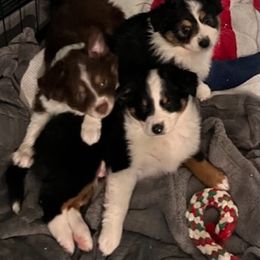 Miniature Australian Shepherd Puppies from Amberwood DD Aussies