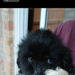 Lhasa Apso Puppies from Cynthia's Lhasa Apsos