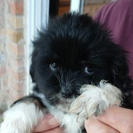 Lhasa Apso Puppies from Cynthia's Lhasa Apsos